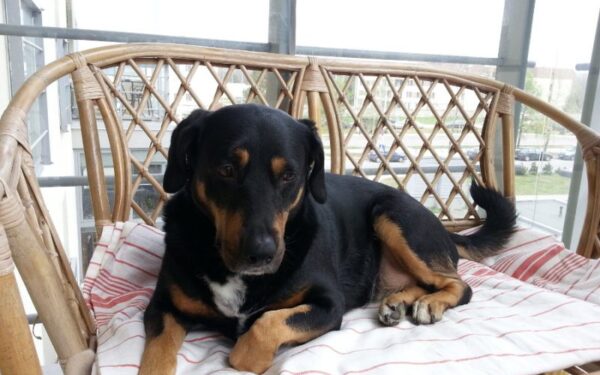 Globotinio pusryčiai: miela ir švelni labradoro mišrūnė ieško namų