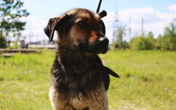 Globotinio pusryčiai: liūdna Rudaminos Rėdos istorija