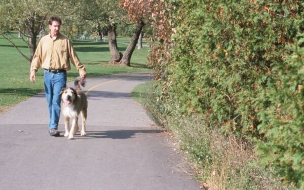 Šuns vedžiojimas – tobula sporto šaka