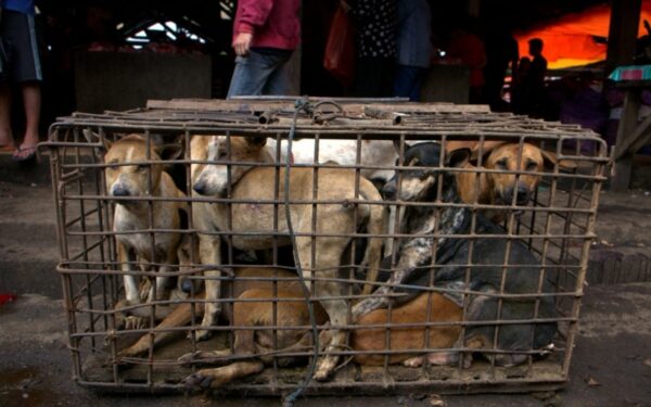 Tradicija? Maistui deginami gyvi šunys (N-18, video)