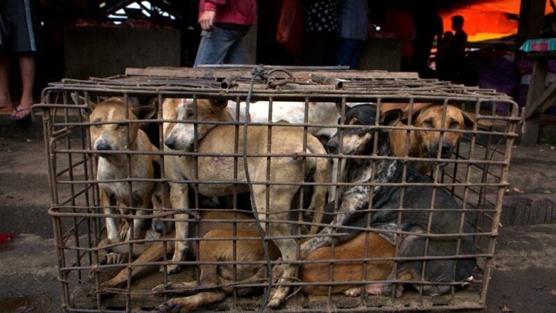 Tradicija? Maistui deginami gyvi šunys (N-18, video)