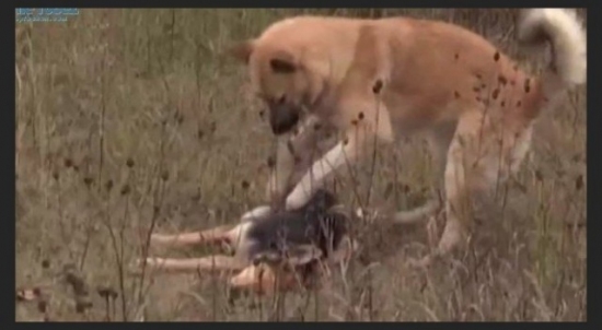 Rusijoje šuo savaitę budėjo prie partrenktos draugės kūno (video)