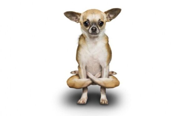 Šunų ir kačių užsiėmimai joga (foto)