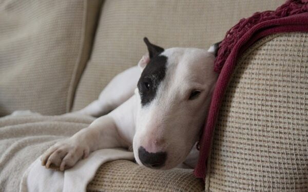 Kuriamas šuns minčių skaitytuvas padės suprasti savo augintinį