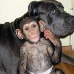 Bulmastifo kalytė įsivaikino šimpanzę (Foto)