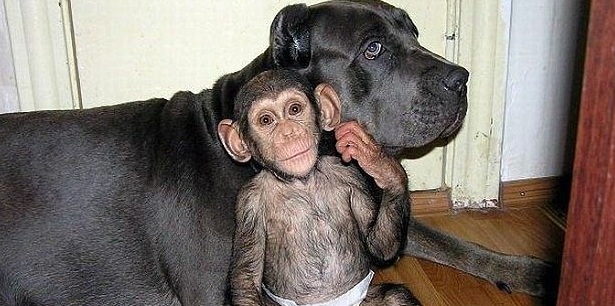 Bulmastifo kalytė įsivaikino šimpanzę (Foto)