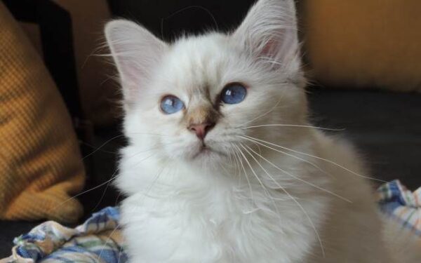 Katė su pirštinaitėmis, pakerėjusi net Karlą Lagerfeldą