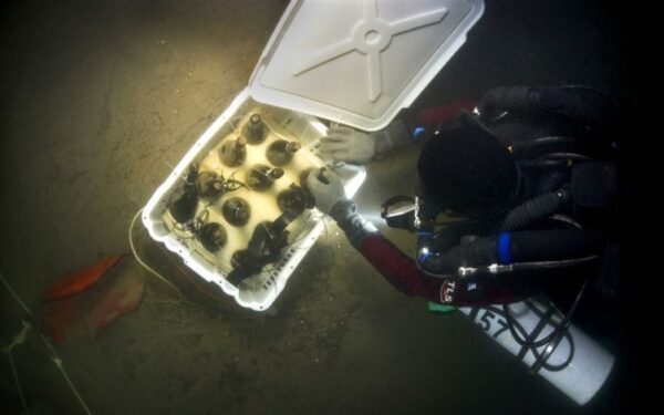 Iš Baltijos jūros dugno – 170 metų senumo alus (Video)