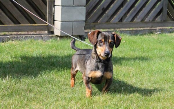 Globotinio pusryčiai: trumpakojis Taksas