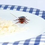 Atostogaujančiųjų namus atakuoja tarakonai