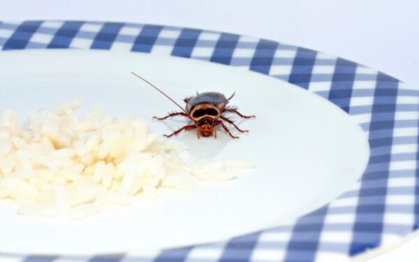 Atostogaujančiųjų namus atakuoja tarakonai
