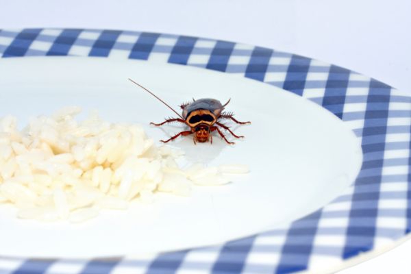 Atostogaujančiųjų namus atakuoja tarakonai