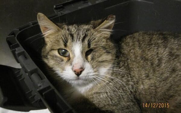 Globotinio pusryčiai: Gyvenimo spalvų nereginti katytė Tichė