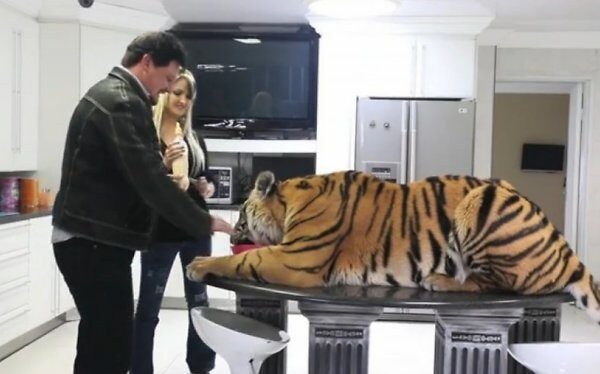 Šeima, namuose auginanti tigrą (Video)