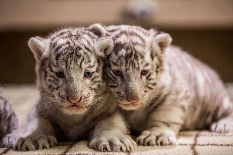 Išrinkite vardus dviem baltosioms tigriukėms