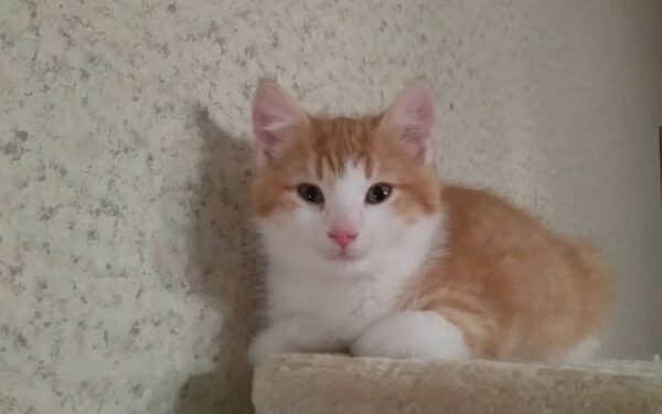 Globotinio pusryčiai: Timas, Ditė ir Girius ieško namų