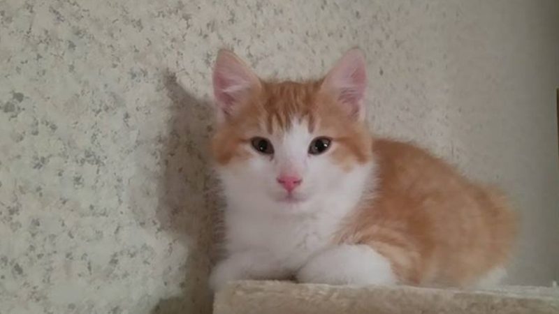 Globotinio pusryčiai: Timas, Ditė ir Girius ieško namų