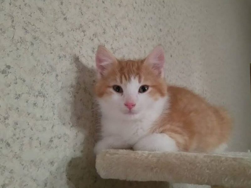 Globotinio pusryčiai: Timas