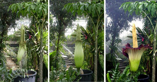 Pražydęs labiausiai dvokiantis pasaulio augalas pritraukė šimtus lankytojų (foto)