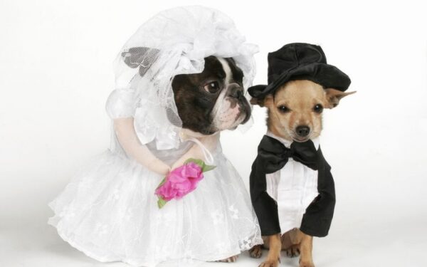 Faktų pusryčiai. Ko galbūt nežinojote apie vedybas…