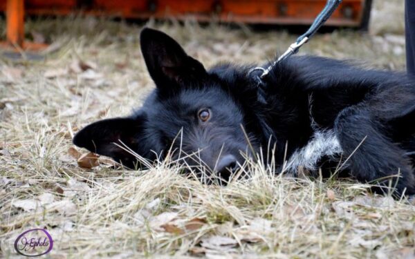 Globotinio pusryčiai: namų ieško žavusis Tipsis