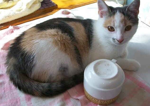 Globotinio pusryčiai. Kas pasakė „miau“? Žaisminga trispalvė katytė ieško namų (foto)