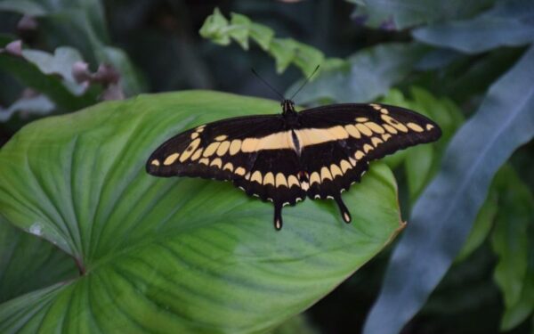 Atidaroma gyvų tropinių drugių paroda
