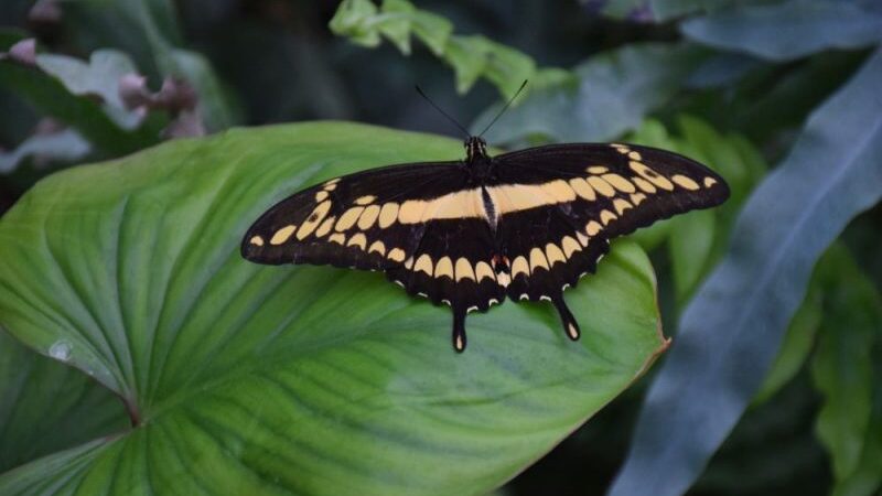 Atidaroma gyvų tropinių drugių paroda