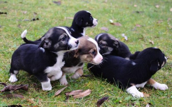 Globotinio pusryčiai: trumpakojai linksmuoliai ieško namų