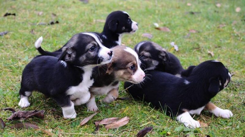 Globotinio pusryčiai: trumpakojai linksmuoliai ieško namų