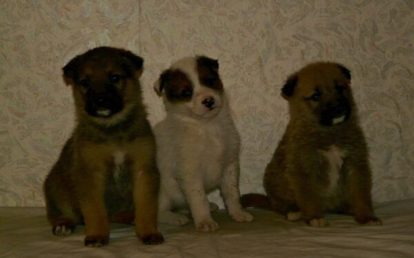 Globotinio pusryčiai: žavus trejetas iš Jonavos, kuriems reikia namų