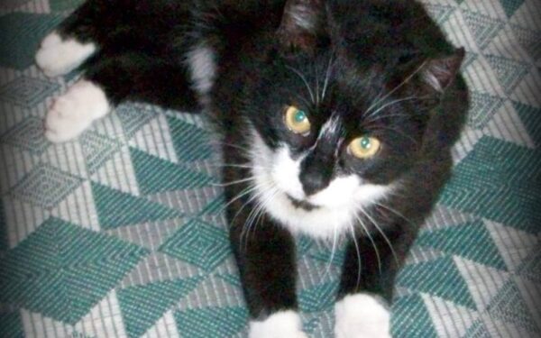 Globotinio pusryčiai: smokingu pasipuošęs katinas Tuksis