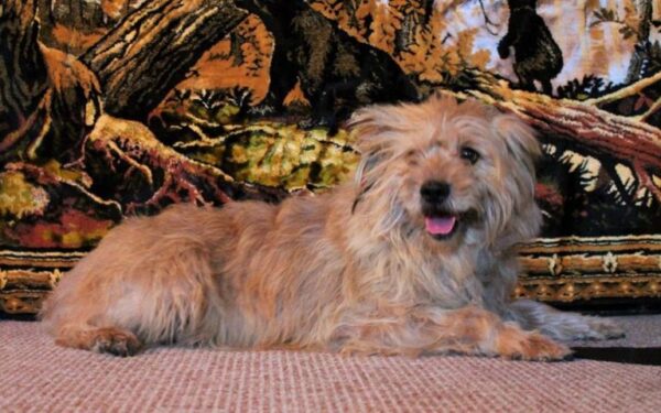 Globotinio pusryčiai: šeimininkės netekęs Tūzikas