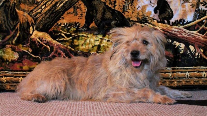 Globotinio pusryčiai: šeimininkės netekęs Tūzikas