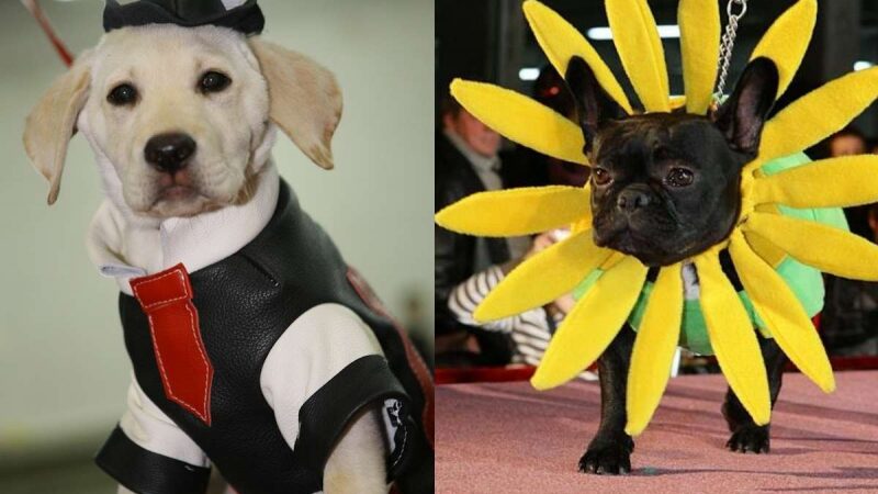 Stilistas Valerijus Gigevič vertins šunų šukuosenas