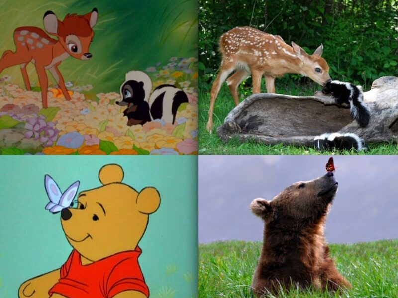 Jie egzistuoja! Gyvūnai
