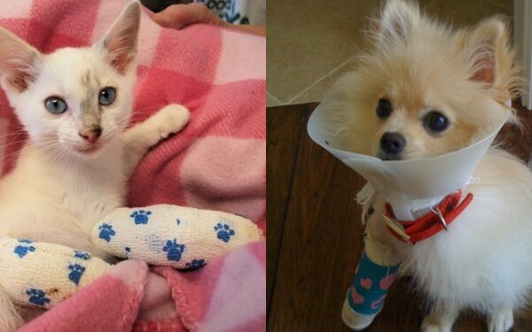 Mieli nelaimėliai: gyvūnai, kuriems tenka „sėdėti gipse“(foto)