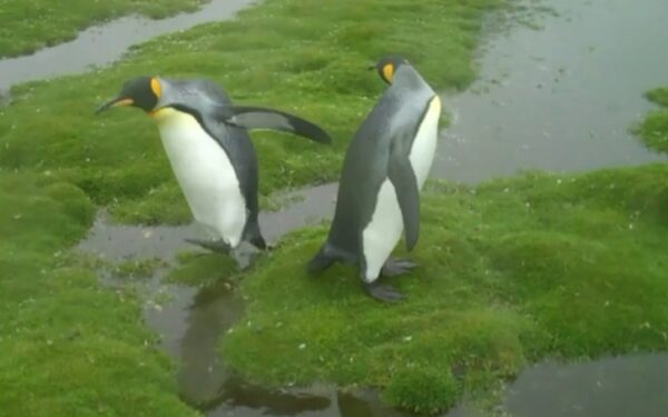 Video pusryčiai. Pingvinų dilema