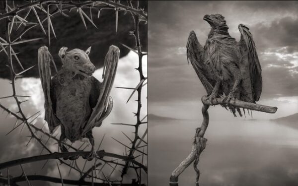 Gamtos sukurtos akmeninės paukščių ir šikšnosparnių skulptūros (foto)