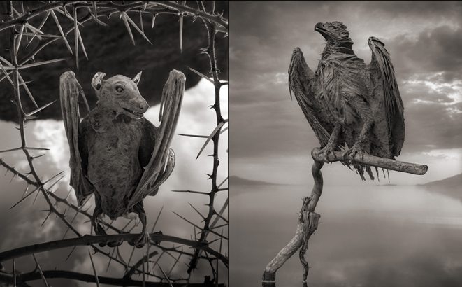 Gamtos sukurtos akmeninės paukščių ir šikšnosparnių skulptūros (foto)