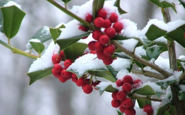 Šią savaitę pavasario kvapo dar nejausime