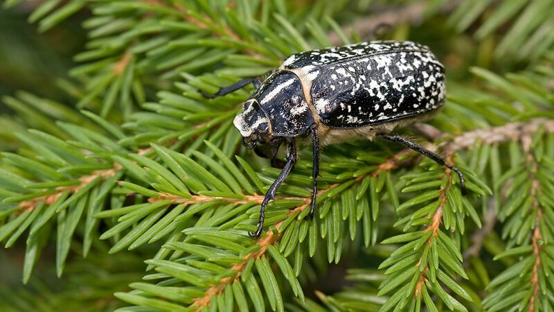 Aptiktas vienas gražiausių Lietuvoje vabalų