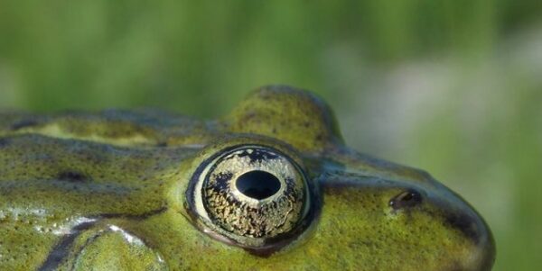 Savaitgalio orai po lygiadienio