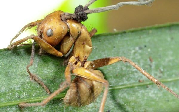 Gamtos zombiai – skruzdės, valdomos ant jų galvų gyvenančių grybų