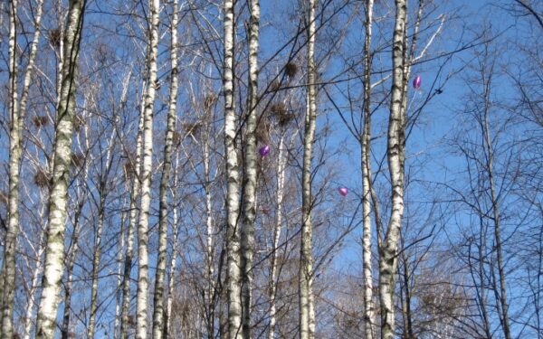 Panevėžys kovoti su varnomis pasitelkė balionus