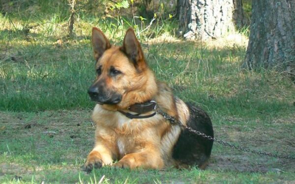 Kaip prižiūrėti šunį čempioną?