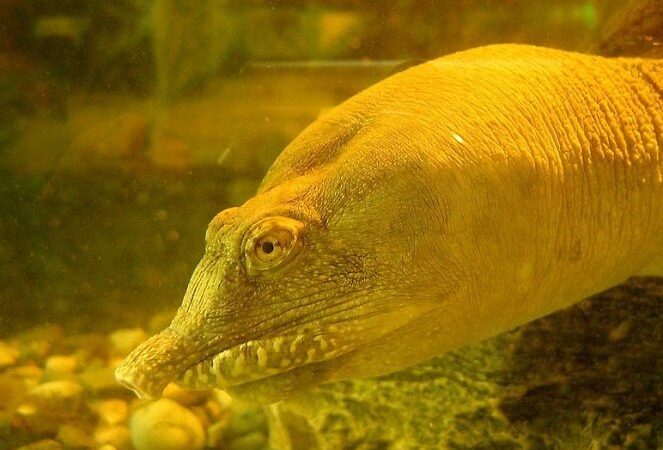 Kinijoje gyvenantys vėžliai šlapimą pašalina per burną