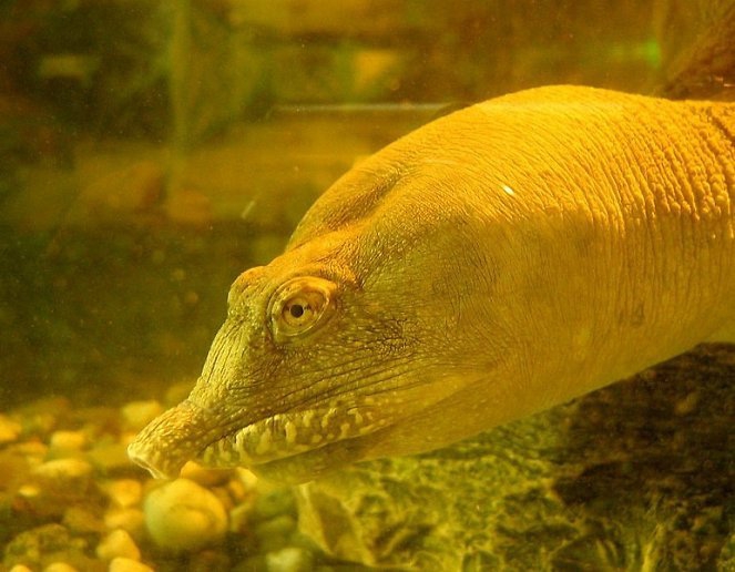 Kinijoje gyvenantys vėžliai šlapimą pašalina per burną