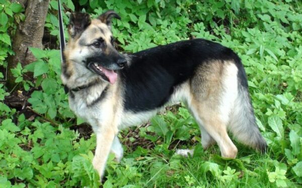 Globotinio pusryčiai: Vika ieško namų