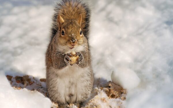 Kintantys pirmosios vasario savaitės orai